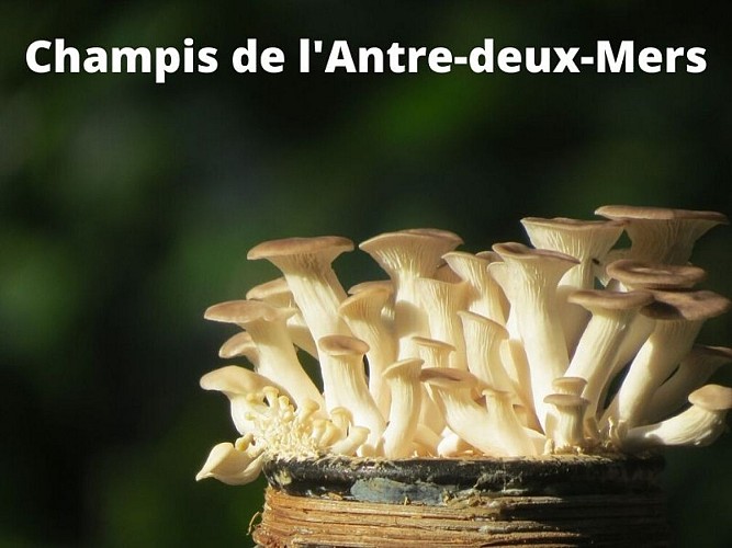 Champis-de-l-Antre-deux-Mers--3-