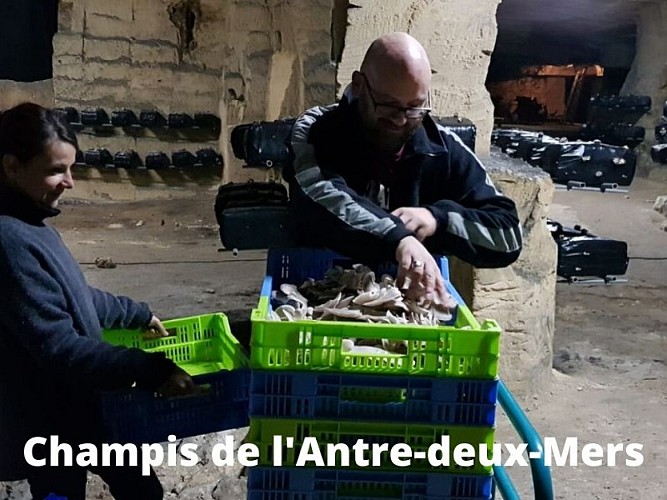 Champis-de-l-Antre-deux-Mers--1-