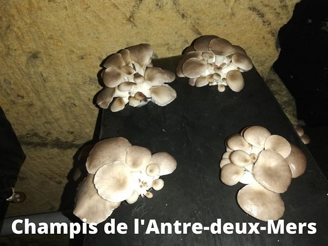 Champis-de-l-Antre-deux-Mers--2-