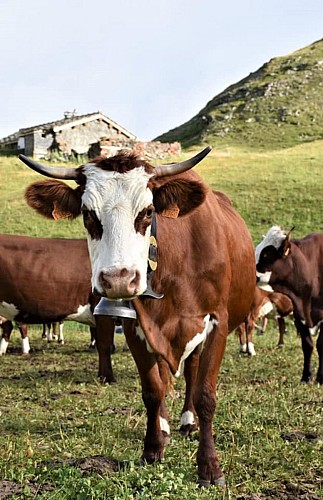 La Ferme de Bellecombe