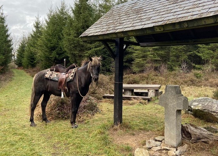 Ardennes-horse-trek