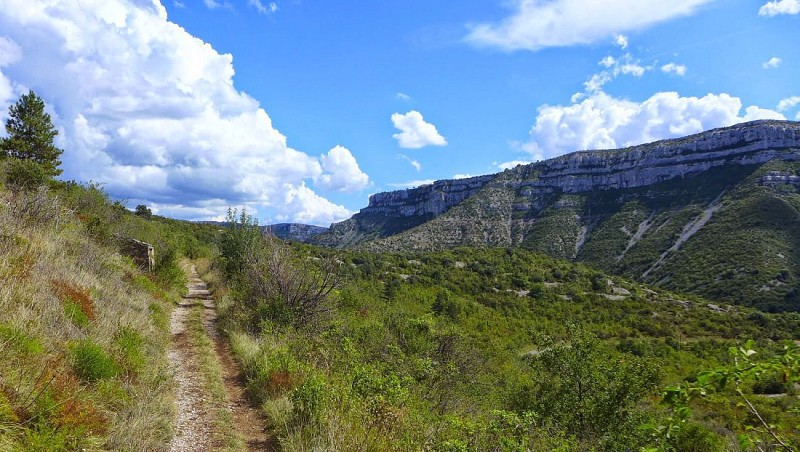 Forêt des Cèdres vers le hameau de Navacelles 