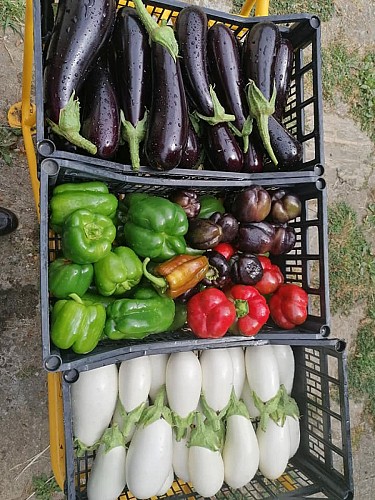 Les jardins d'antan-abussac-légumes_2