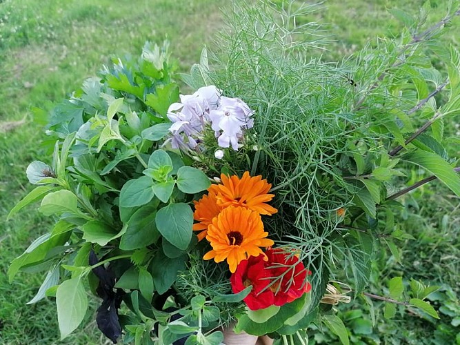 Les jardins d'antan-abussac-fleurs et plantes aromatiques_3