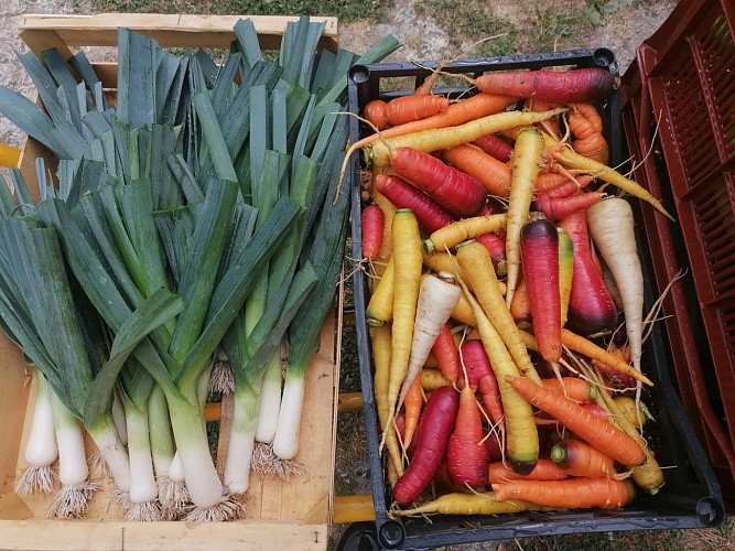 Les jardins d'antan-abussac-légumes_4