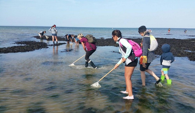 LA-PECHE-A-PIED-BALADE-DECOUVERTE-LITTORALE-VISITE-GUIDEE-DECOUVERTE-FAUNE-ET-FLORE-MARINE-CREDIT-MATHILDE-LELANDAIS