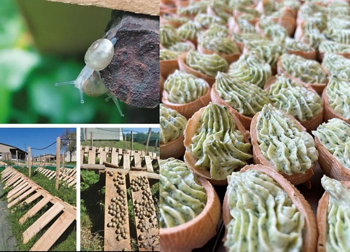 Les escargots d'amandine - Elevage et produits