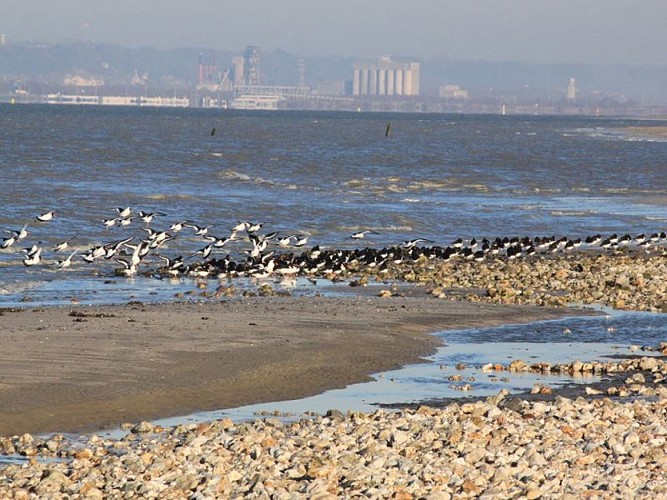 Plage de Pennedepie