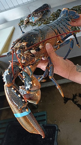 CHEZ MELON TOUT EST BON