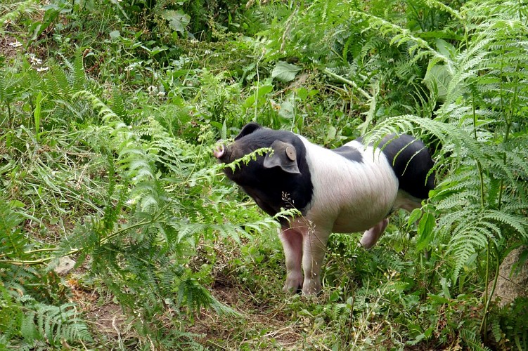 Ferme les chevaliers noirs (4)