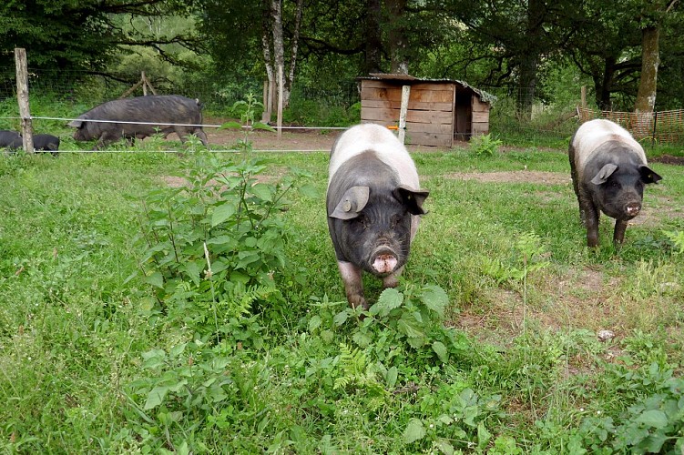 Ferme les chevaliers noirs (1)