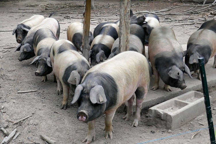 Ferme les chevaliers noirs (2)