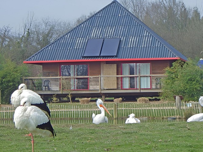 Cerza Safari Lodge - Hermival les Vaux - vue sur pelican