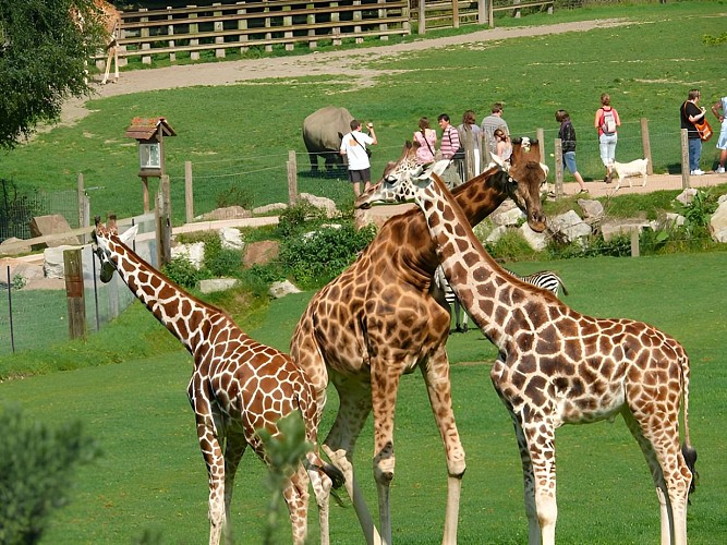 Girafes au parc Cerza près de Lisieux