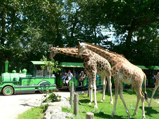 SAFARI TRAIN CERZA GIRAFE