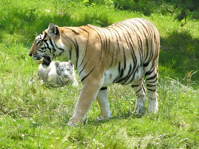 Tigres au zoo de Cerza