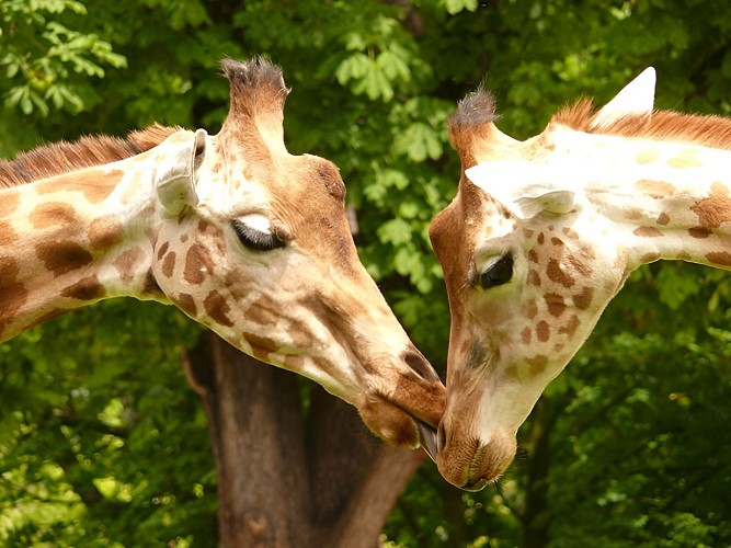Girafes au zoo de Cerza près de Lisieux