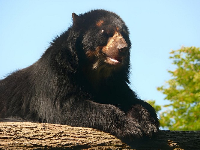 Ours au zoo de Cerza