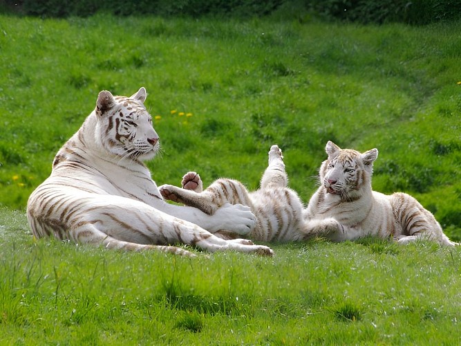 Tigre Blanc