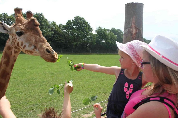 SAFARI GIRAFE