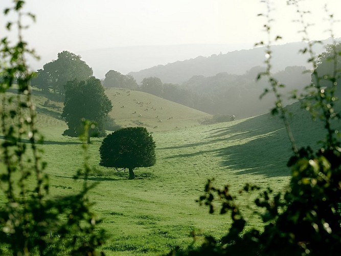 Paysage du Bocage Normand - Calvados