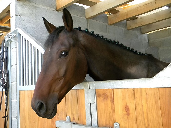 Cheval au box