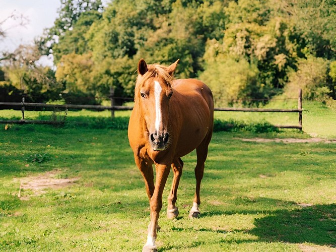 Petit nuage equicowching