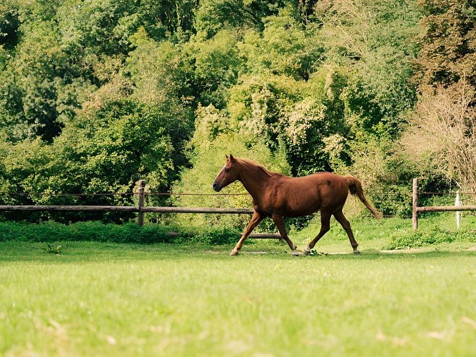 Petit nuage equicowching