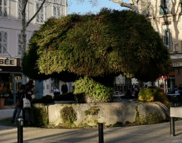 LA FONTAINE MOUSSUE (Place Crousillat)