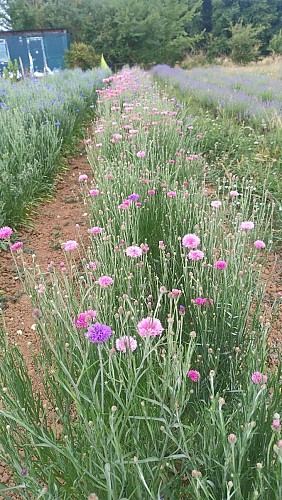 WhatsApp Image 2025-07-05 à 19.01.37_4195d3fa