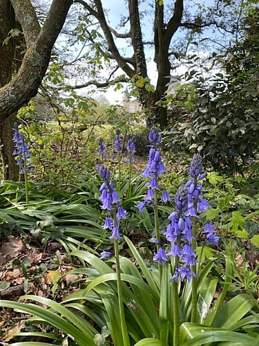 Château du Saint-Fulgent - gîte le parc