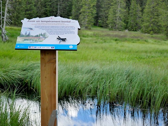 Peat bog nature reserve