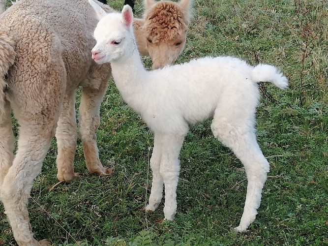Les Alapgas d'Helene - Putot-en-Auge - Petit Alpaga