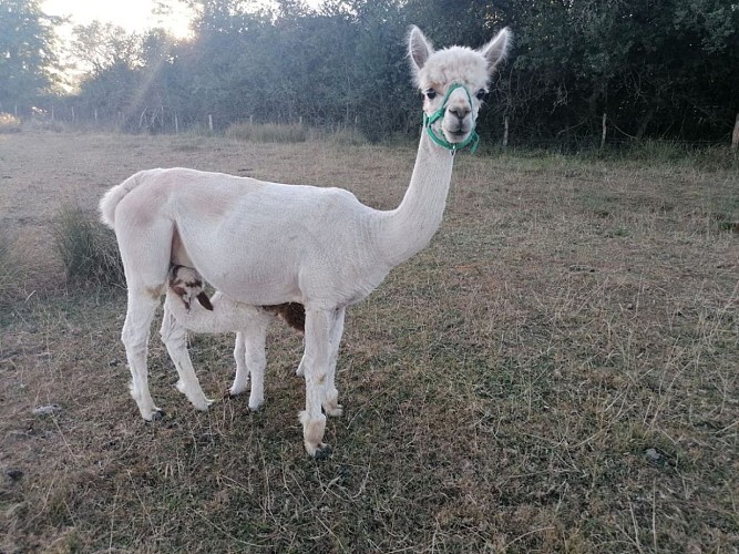 Les Alpagas d'Helene - Putot-en-Auge - Alpaga et sa maman