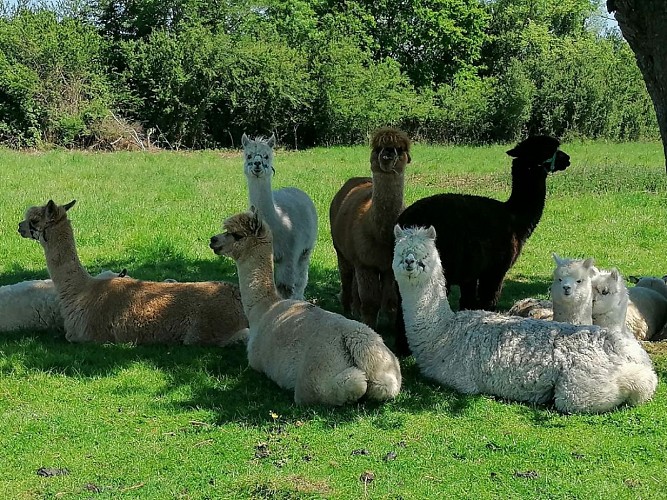 Les Alpagas d'Helene - Putot-en-Auge