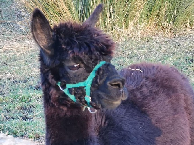 Les Alpagas d'Helene - Putot-en-Auge - Alpaga