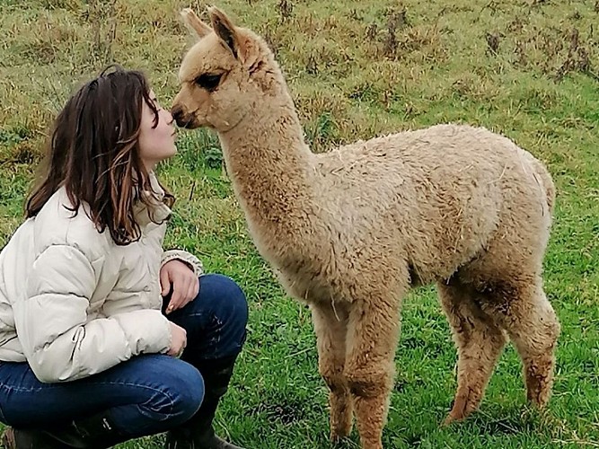 Les Alpagas d'Helene - Tendre moment avec un Alpaga