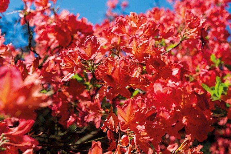 BOTANISCHER GARTEN JEAN-MARIE PELT