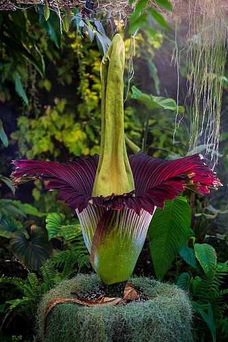 Jardin botanique Jean-Marie Pelt