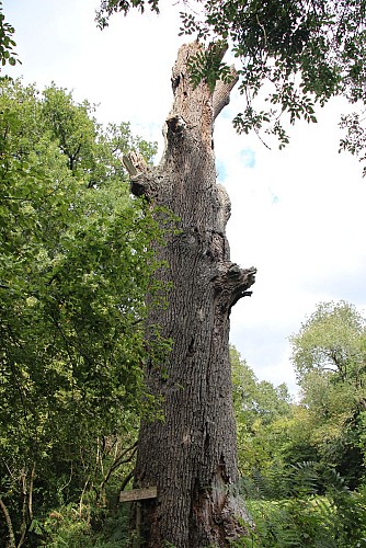 Chêne de la Planche Marion