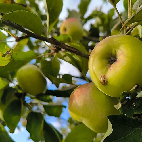Pommiers du Domaine de la Haute Futaie