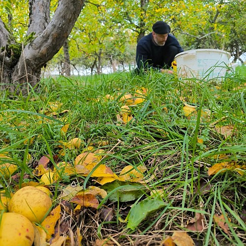 Cueillette de pommes au Domaine de la Haute Futaie