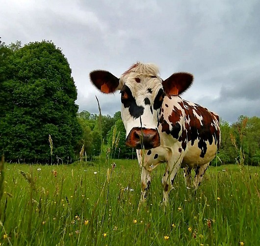 Ferme Moulin Rousset vache