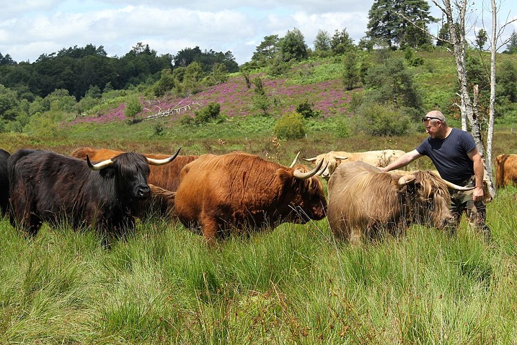 SAINT LEGER LA MONTAGNE Ferme des Highlands SIT © CBC (3)