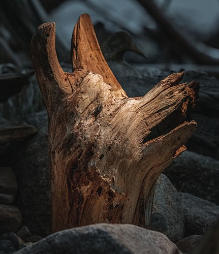 Musée des Mille et Une Racines