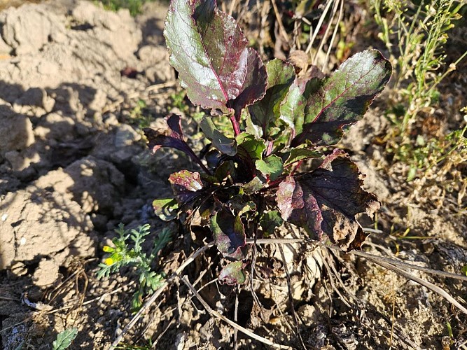 Location Gîtes de France - Réf : 19G4092