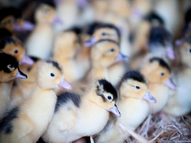 Ferme Arnabar - élevage