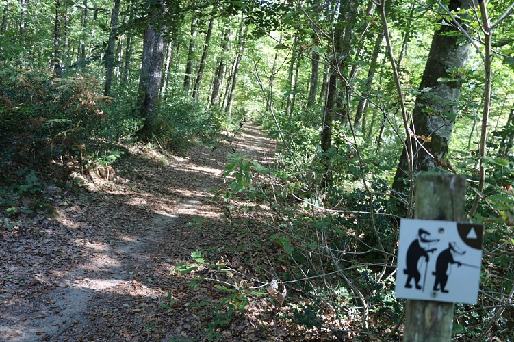 FORET_MIRAMBEL_SAINT_REMY_OTCHC (3)