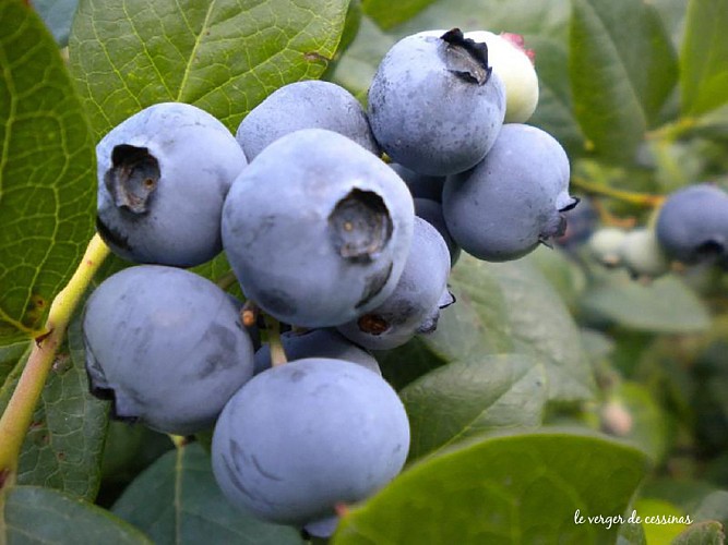 Cessinas Verger Punk - Production & transformation de petits fruits