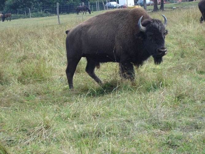 Élevage de bisons du Palais_1